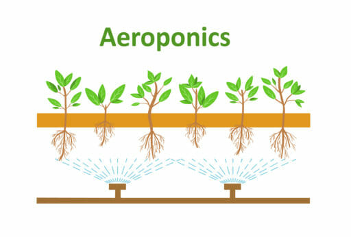 arti aeroponik contoh aeroponik