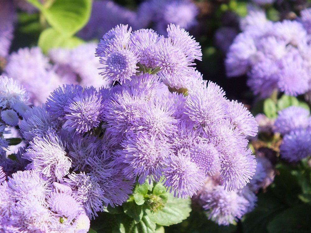 bunga ageratum bunga ageratum