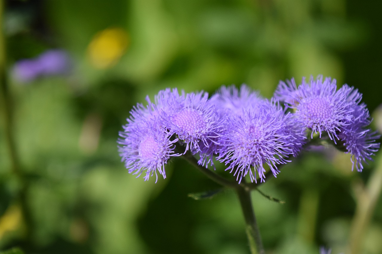 bunga-ageratum bunga-ageratum
