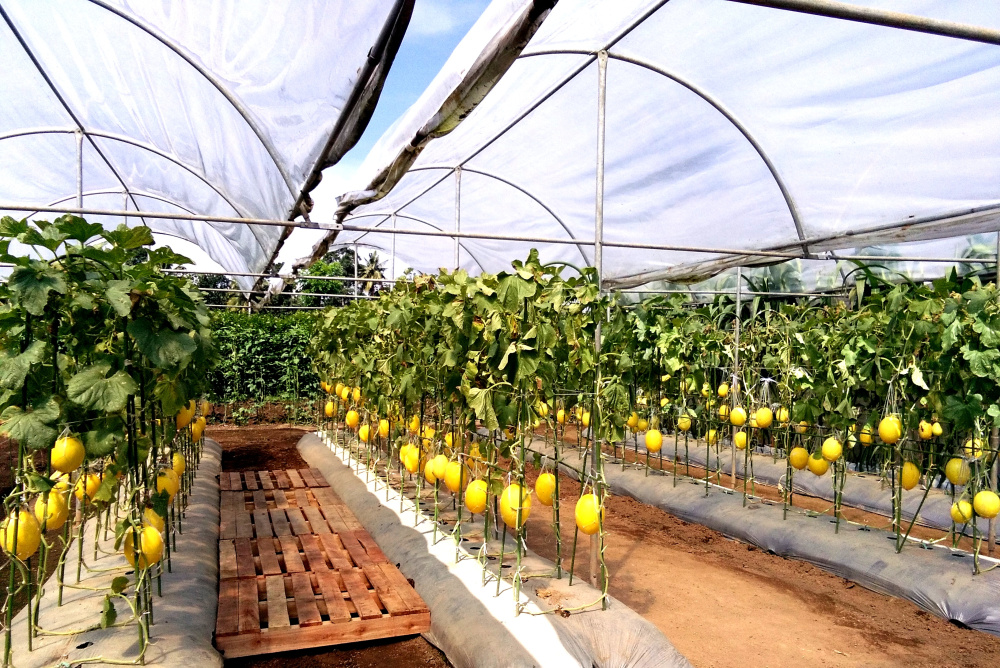 ajir / lanjaran besi ajir / lanjaran besi