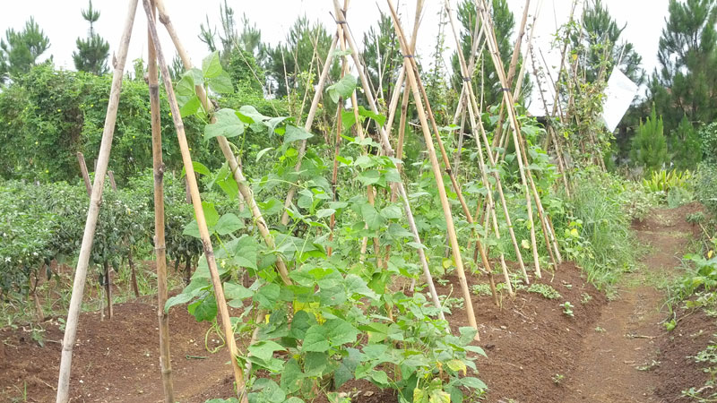 ajir miring lanjar miring