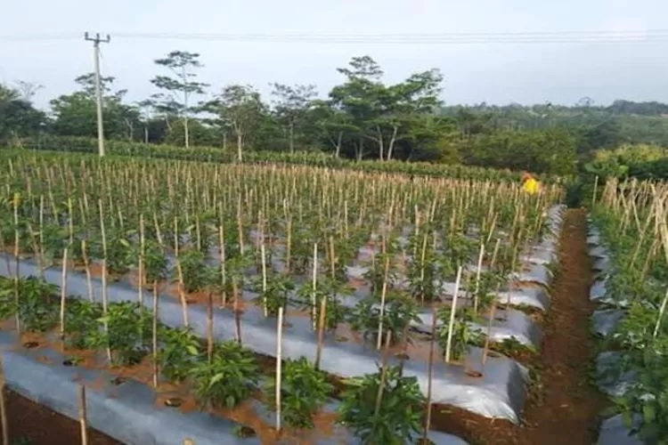 lanjaran tegak ajir tegak