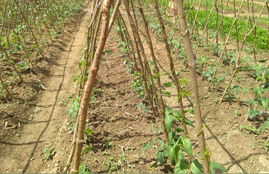 lanjaran kayu ajir kayu