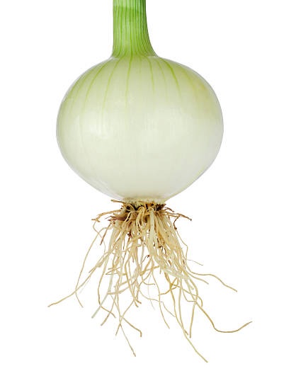 akar bawang bombay akar bawang bombay