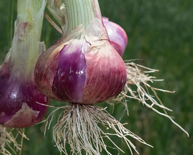 akar bawang merah akar bawang merah