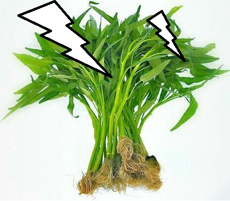 akar kangkung akar kangkung
