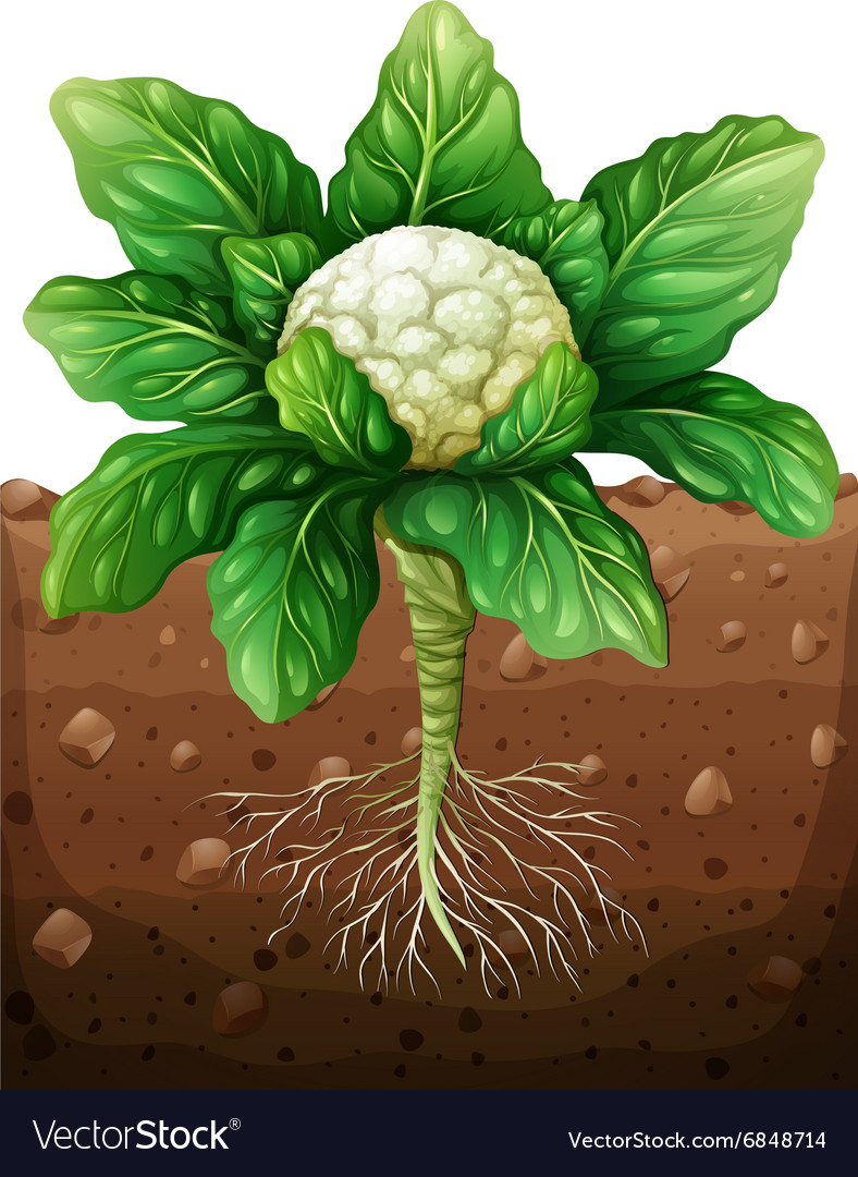 akar kembang kol akar kembang kol