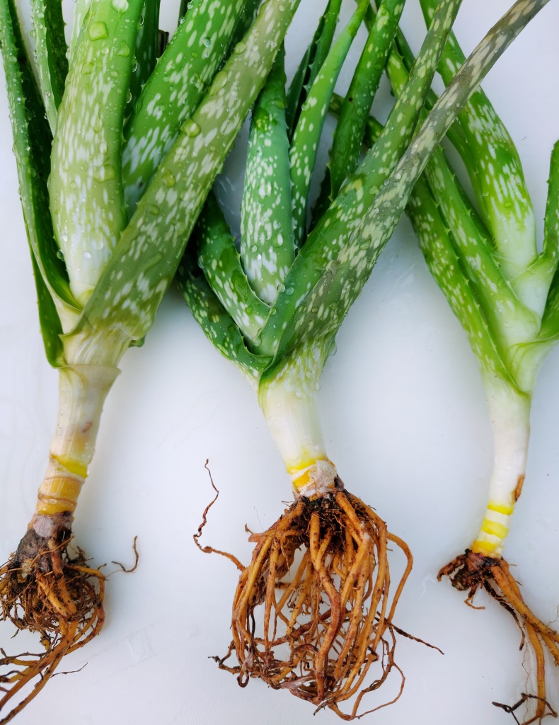 akar tanaman lidah buaya akar tanaman lidah buaya