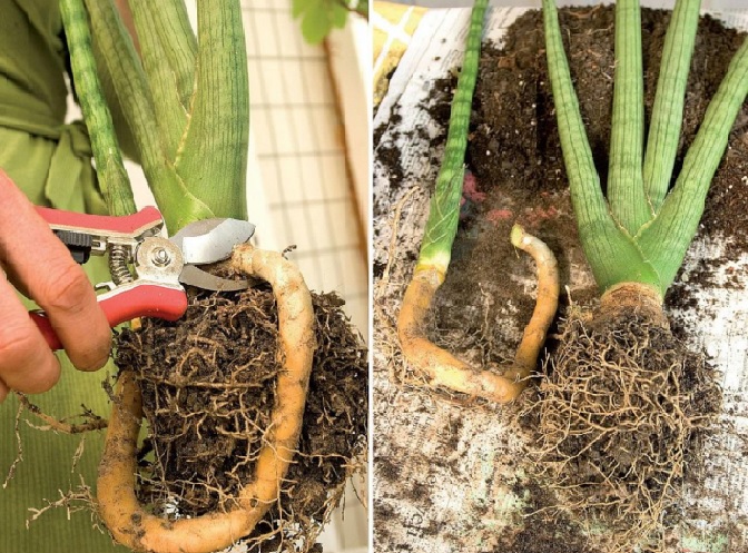 akar lidah mertua : Sansevieria Cylindrica