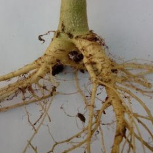 akar pepaya akar pepaya