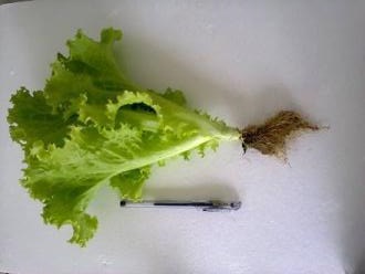 ciri-ciri selada ciri-ciri selada