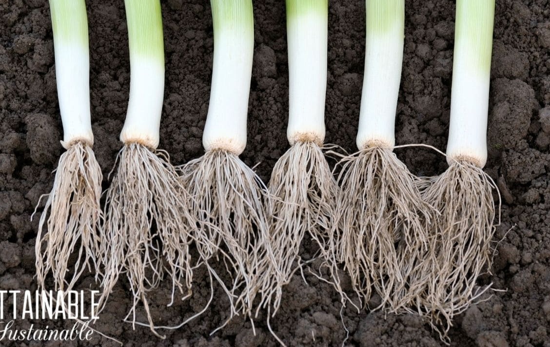 akar tanaman bawang prei akar tanaman bawang prei