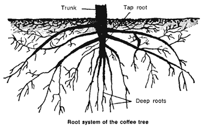 akar tanaman kopi akar tanaman kopi