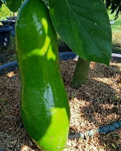 alpukat kelud alpukat kelud