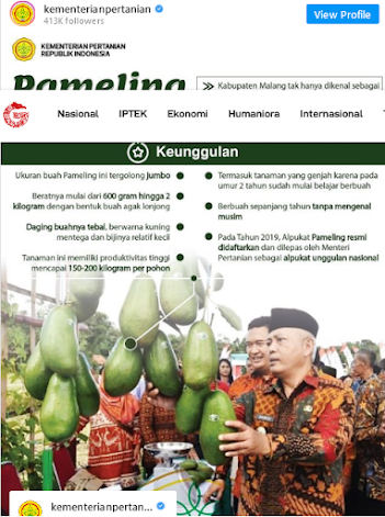 tanaman alpukat tanaman alpukat