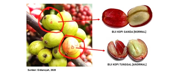 kopi lanang kopi lanang