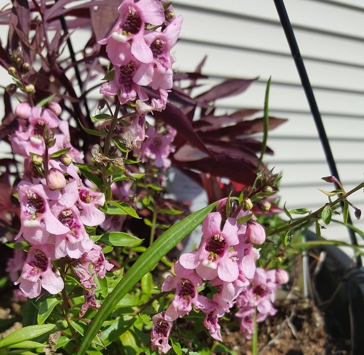 gambar-bunga-angelonia gambar-bunga-angelonia