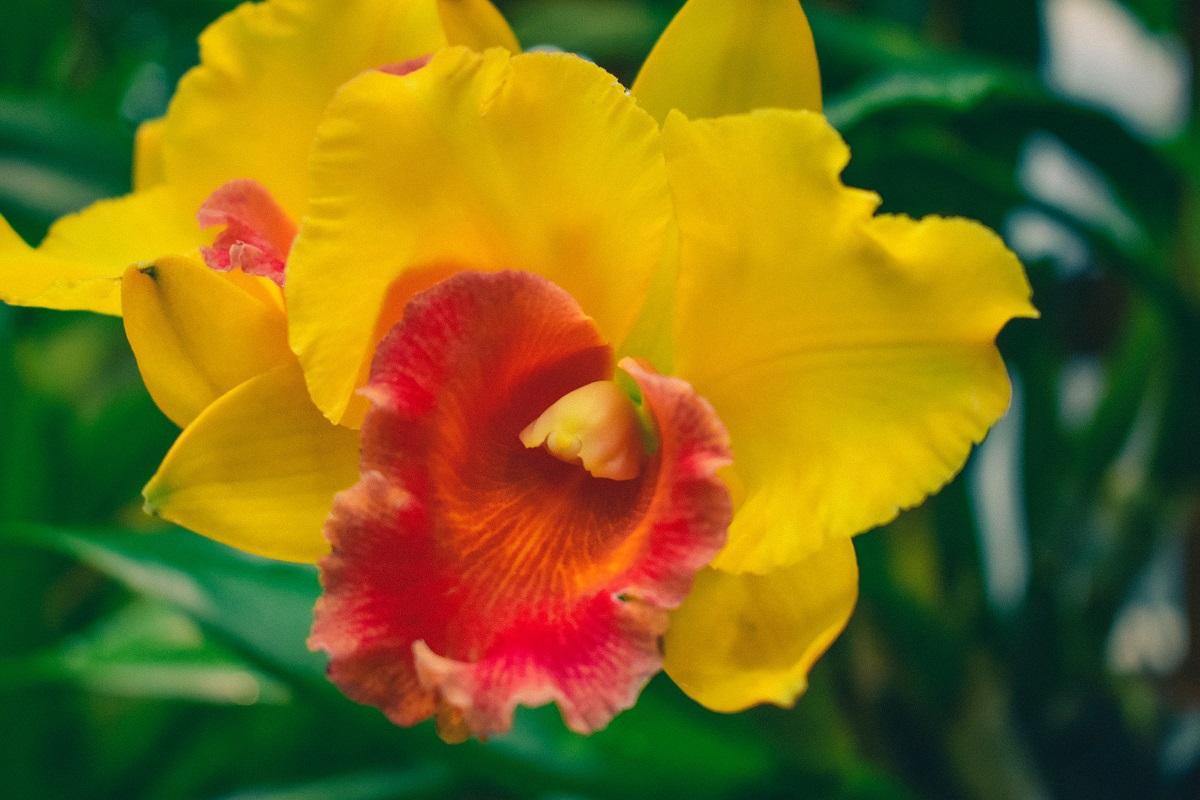 anggrek-catleya anggrek-catleya