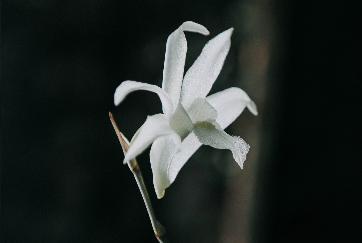 bunga anggrek merpati bunga anggrek merpati