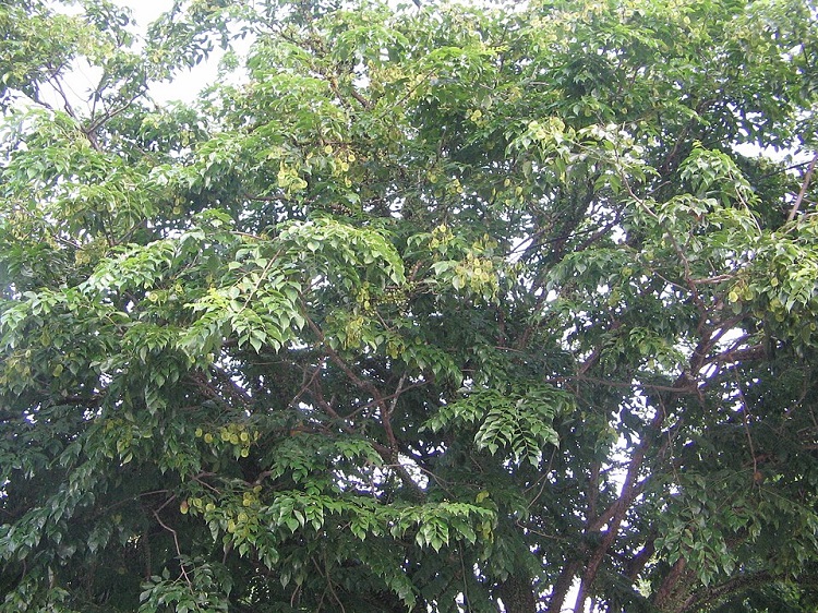 daun-pohon-angsana daun-pohon-angsana