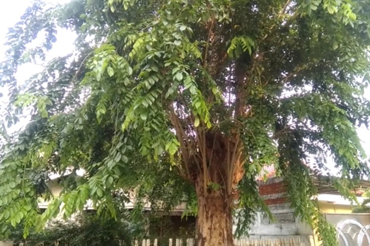 pohon-angsana-adalah pohon-angsana-adalah