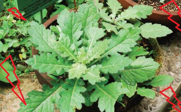 apa itu toga apa itu toga