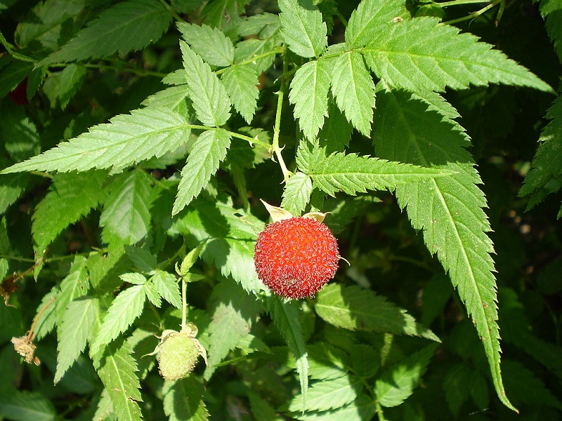 tanaman-buah-arbei tanaman-buah-arbei