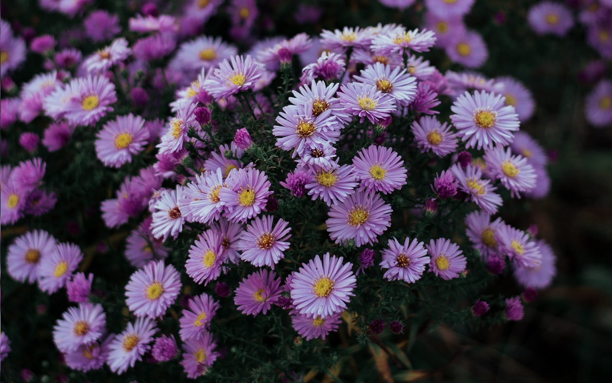 tanaman hias - bunga astel tanaman hias - bunga aster