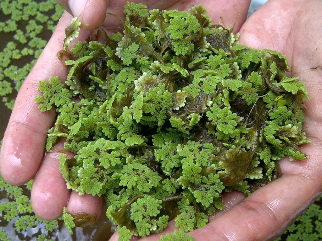tanaman azolla tanaman azolla