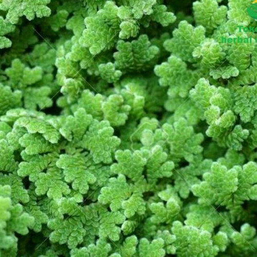 manfaat azolla pinnata manfaat azolla pinnata
