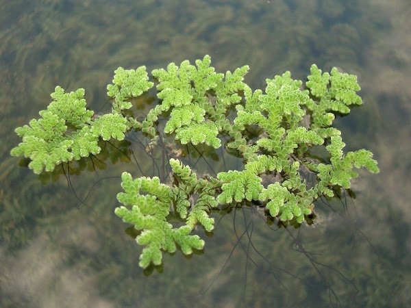 azolla pinnata azolla pinnata
