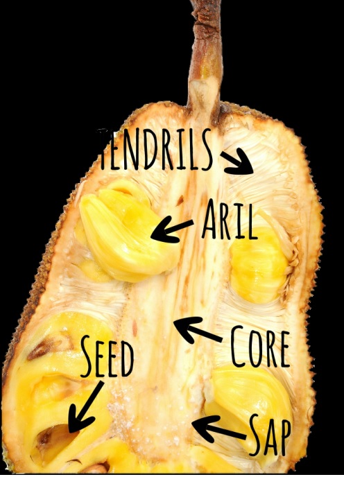 bagian dalam buah nangka