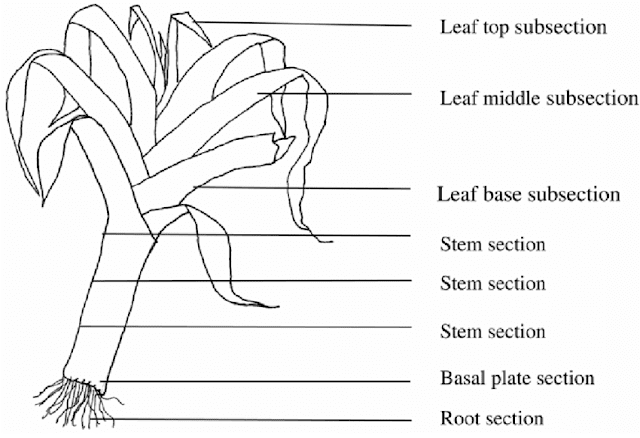 ciri-ciri bawang prei ciri-ciri bawang prei