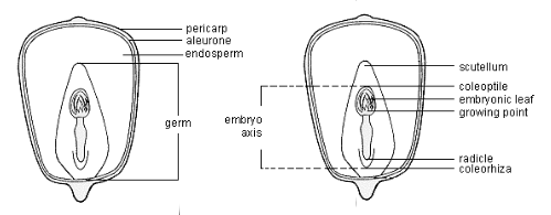 biji jagung Biji jagung