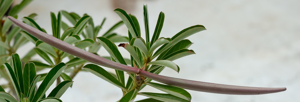 daun kamboja jepang
