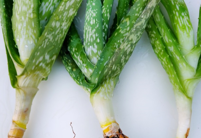 batang lidah buaya batang lidah buaya