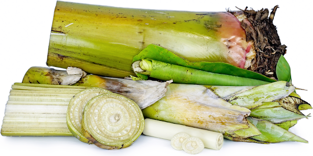 batang pisang batang pisang