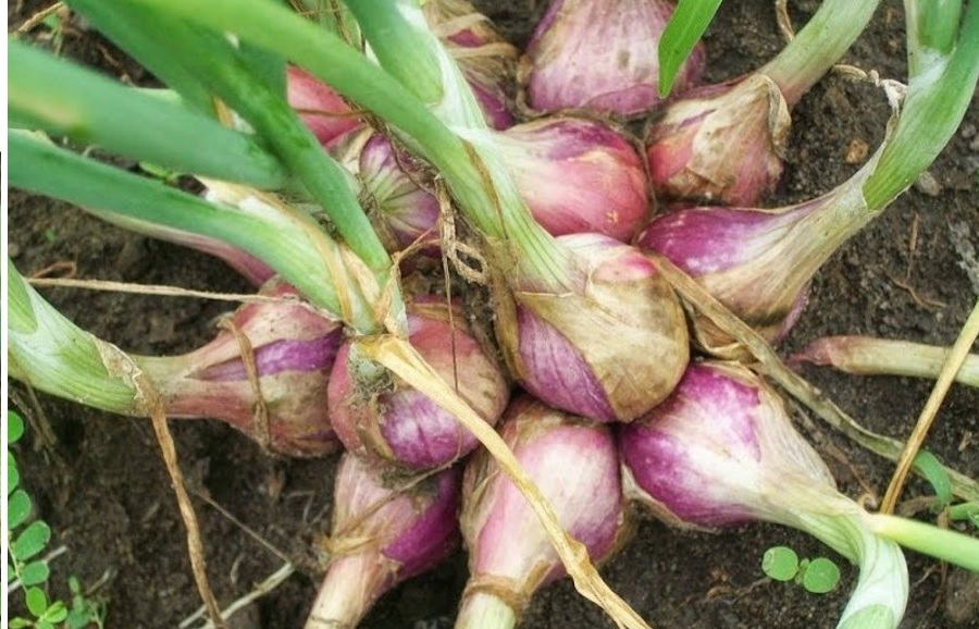 tanaman bawang merah bawang merah