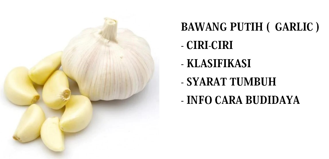 bawang putih BAWANG PUTIH