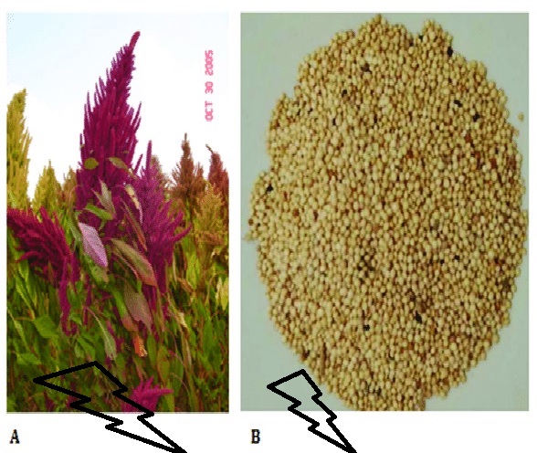Bayam biji (Amaranthus hypochondriacus)