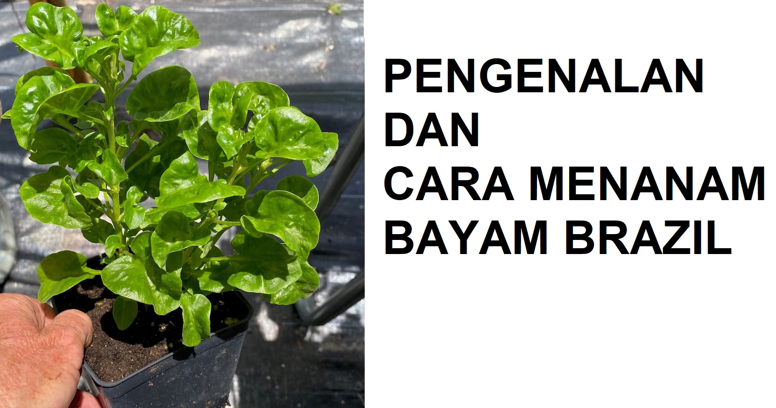 BAYAM BRAZIL BAYAM BRAZIL
