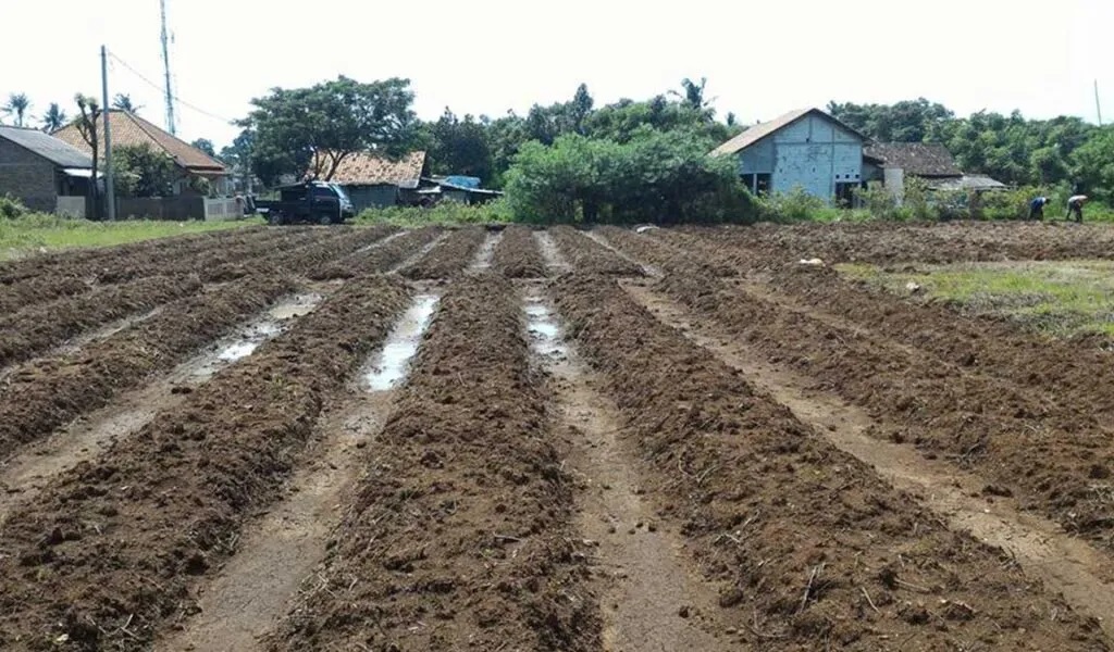 bedeng tanam kacang tanah bedeng tanam kacang tanah