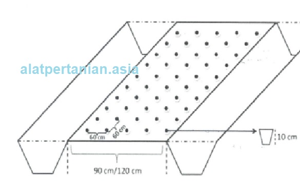 bedengan tanaman temulawak bedengan tanaman temulawak