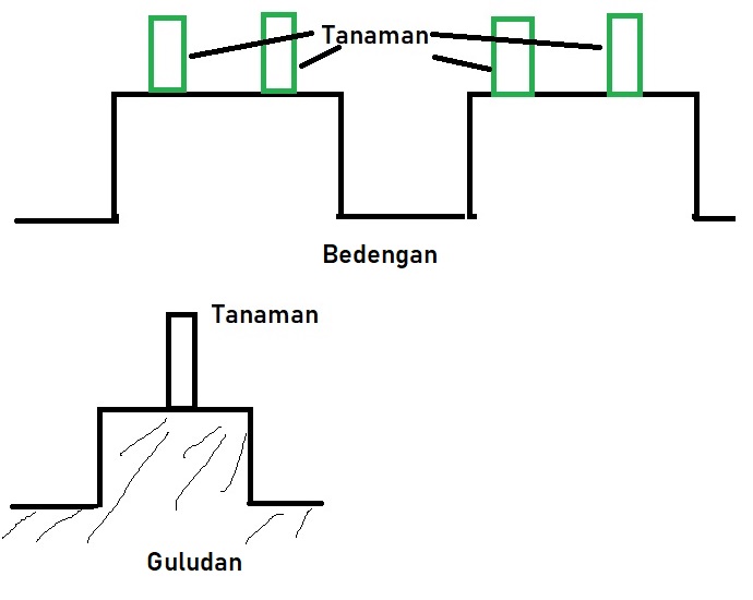 bedengan dan guludan
