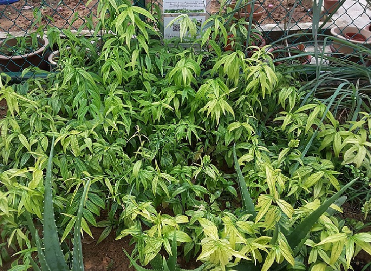 daun-belalai-gajah daun-belalai-gajah