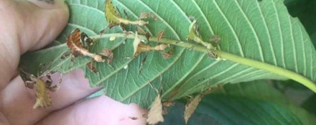 hama alpukat - belalang daun hama alpukat : belalang daun