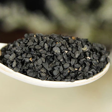 benih kucai benih kucai