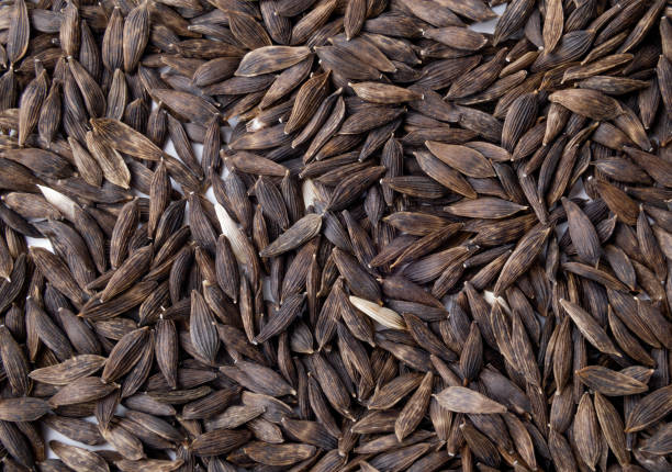 benih selada benih selada