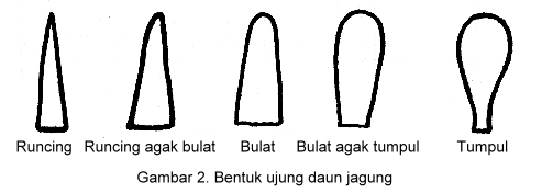 bentuk ujung daun jagung bentuk ujung daun jagung