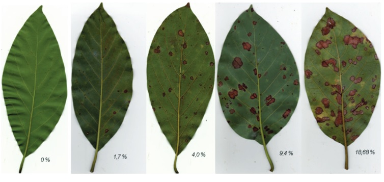 penyakit daun bercak coklat tanaman alpukat penyakit bercak coklat tanaman alpukat